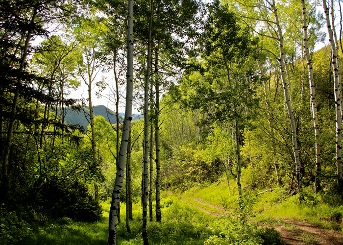 Leadership System Certification - Park City UT, October 14-16 | 8:30-5:30 MT