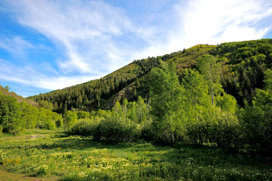 Leadership System Certification - Park City UT, October 14-16 | 8:30-5:30 MT